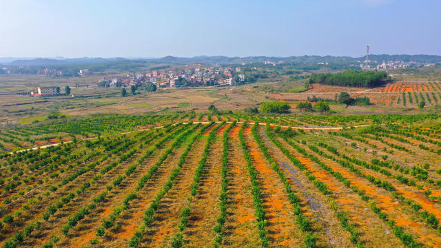 水果  沃柑  飘香  丰收