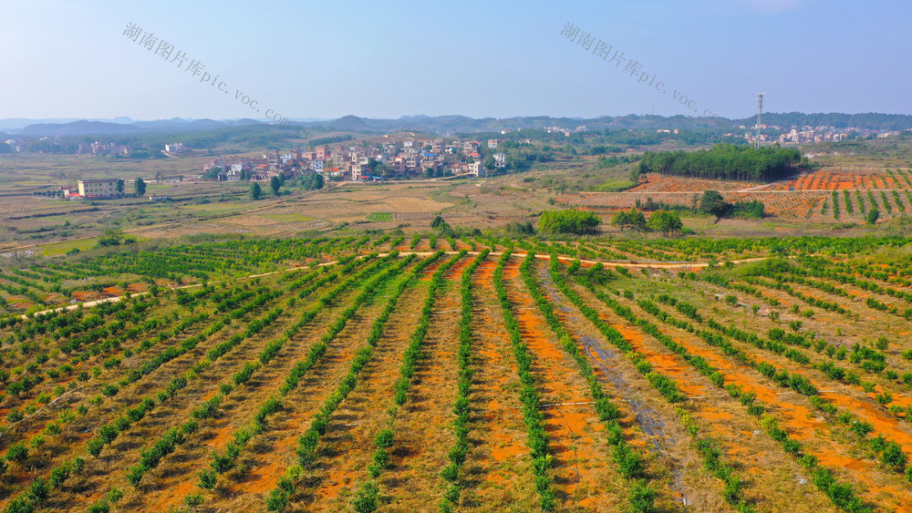 水果  沃柑  飘香  丰收