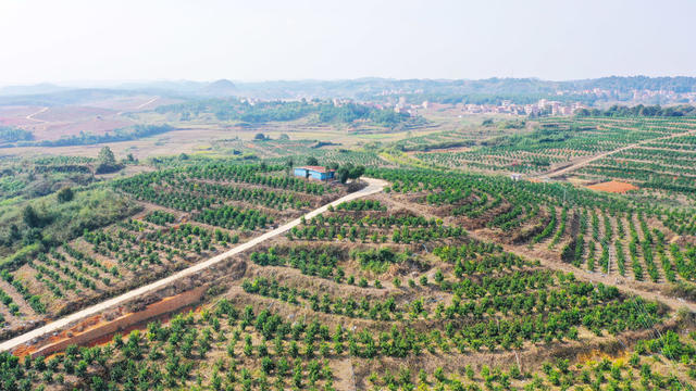水果  沃柑  飘香  丰收