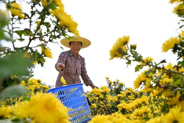 产业  菊花  乡村振兴  农旅  观赏  经济