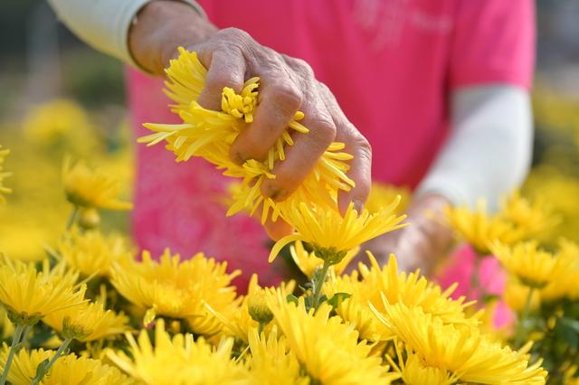 产业  菊花  乡村振兴  农旅  观赏  经济