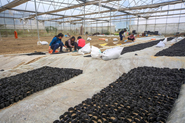 湘西，秋耕，秋种，农民，农时，蔬菜，油菜，增产，增收，繁忙景象