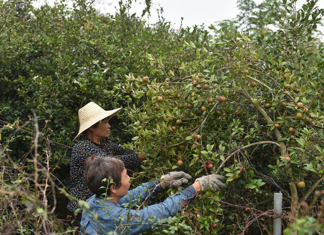 油茶果  经济建设  合作社  乡村振兴  林下经济  农旅融合发展  就业  农民增收