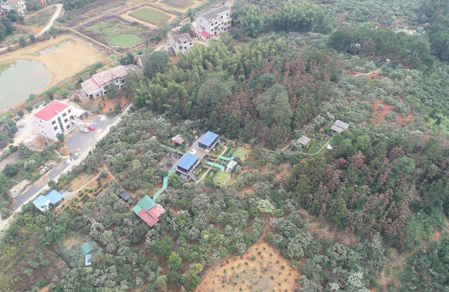 油茶果  经济建设  合作社  乡村振兴  林下经济  农旅融合发展  就业  农民增收