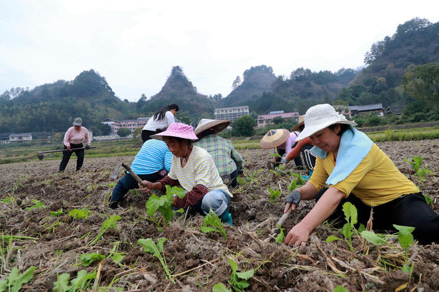 农产品 产业链 种植 示范区 大头菜 乡村 致富