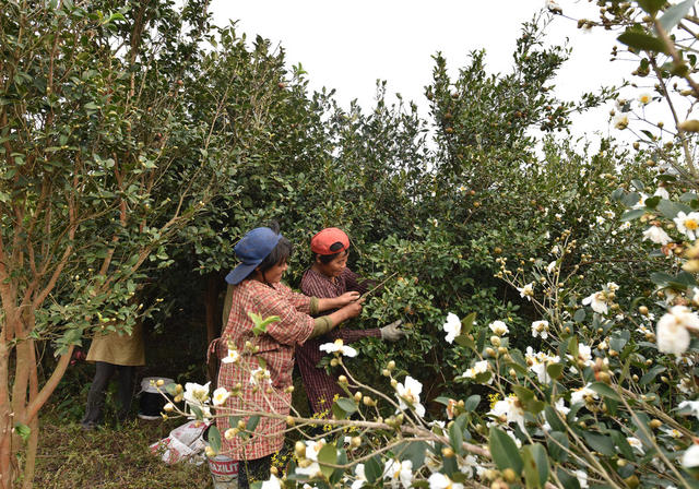 油茶果  经济建设  合作社  乡村振兴  林下经济  农旅融合发展  就业  农民增收