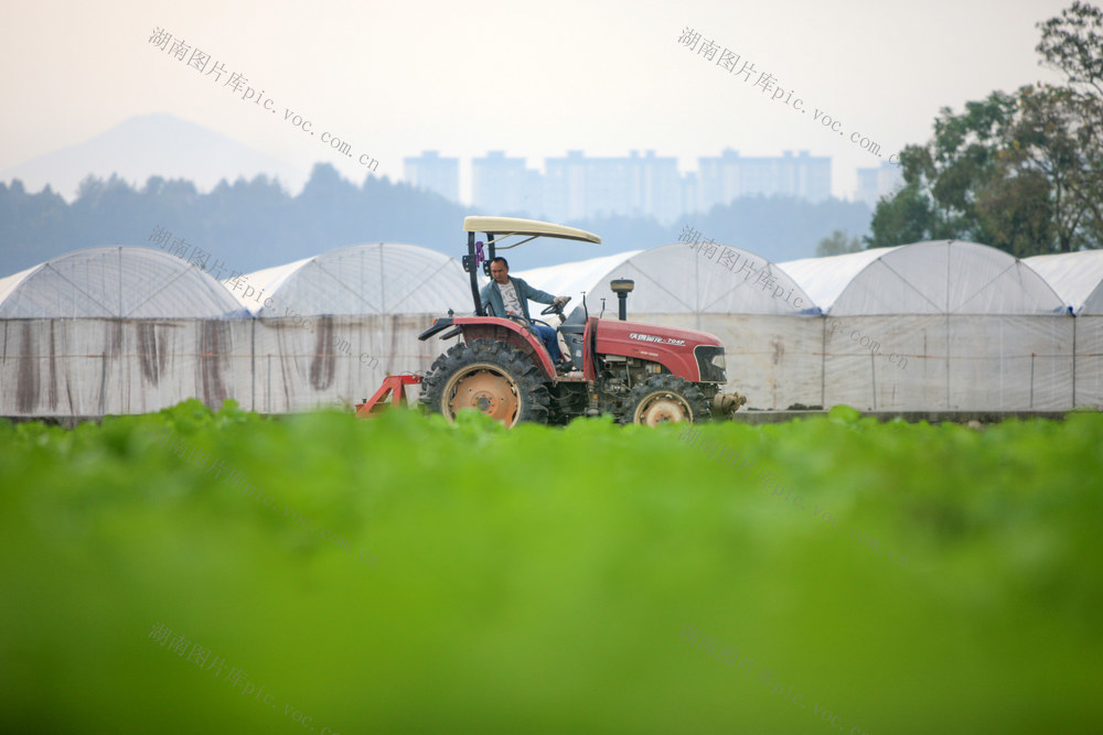 湘西，秋耕，秋种，农民，农时，蔬菜，油菜，增产，增收，繁忙景象