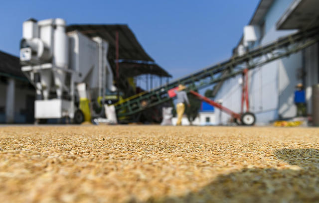 粮库
收购
储存
卖粮
