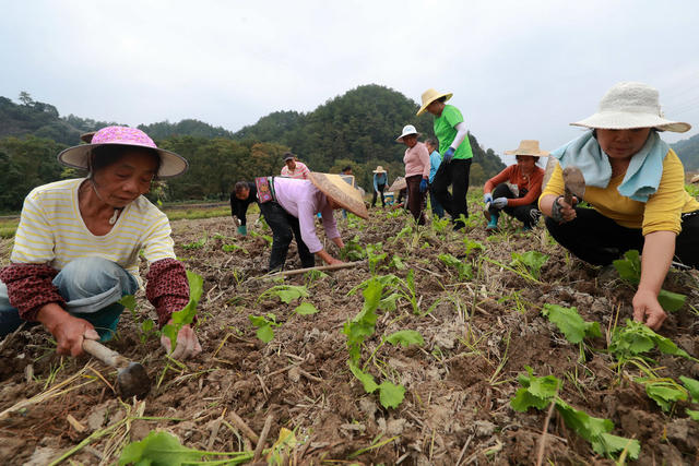 农产品 产业链 种植 示范区 大头菜 乡村 致富