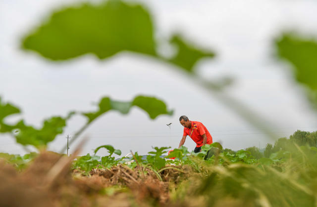 油菜
农事
农业
三冬生产