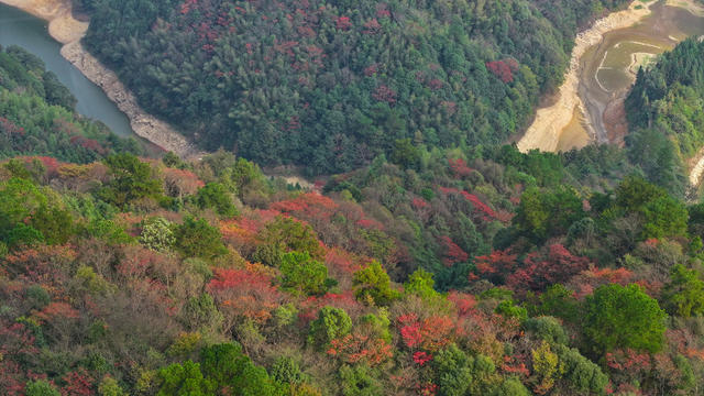 秋天、秋景、林业、生态、林地