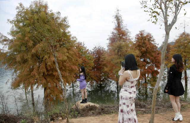 资兴 东江湖 白廊 水杉 山水画卷