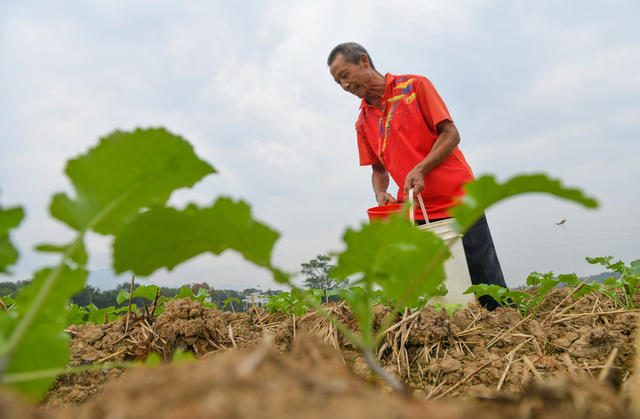 油菜
农事
农业
三冬生产