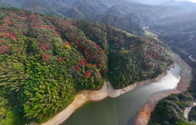 秋天、秋景、林业、生态、林地