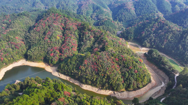 秋天、秋景、林业、生态、林地
