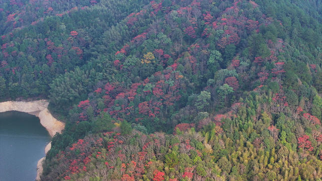 秋天、秋景、林业、生态、林地
