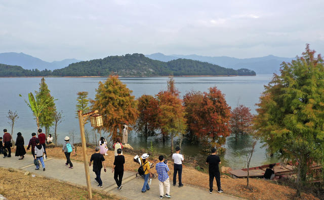 资兴 东江湖 白廊 水杉 山水画卷