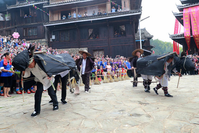 湘桂 侗族 毗邻 两村 红薯节 庆丰收