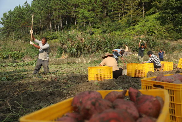 红薯 产业 增收