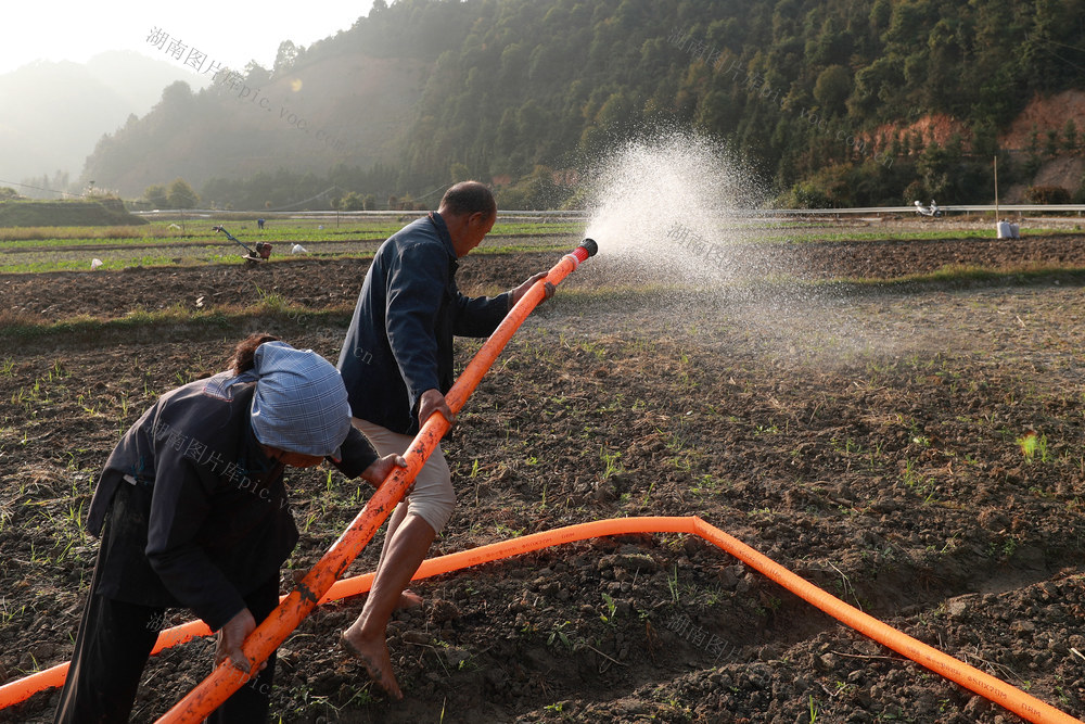 抗旱保种 排忧解难“稻油”轮作“冬闲田”“产业田”