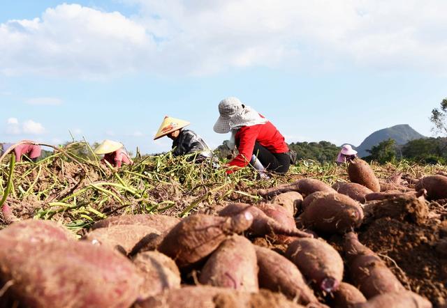特色  产业 增收