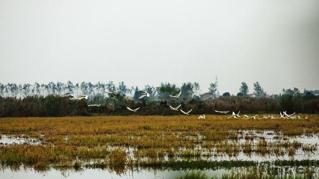 东古湖，越冬候鸟，爱鸟护鸟，守护家园