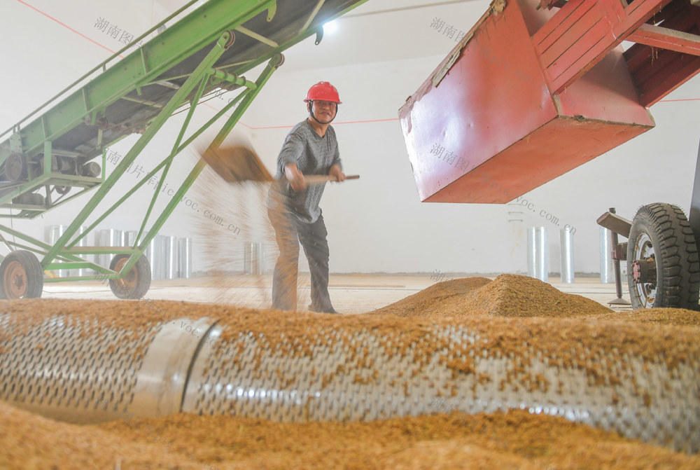 粮库
收购
卖粮
收粮
