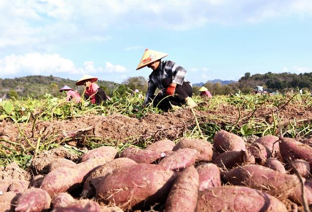 特色  产业 增收