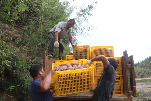 红薯 产业 增收