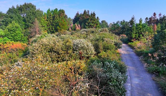 湖南  常宁  乡村  美景