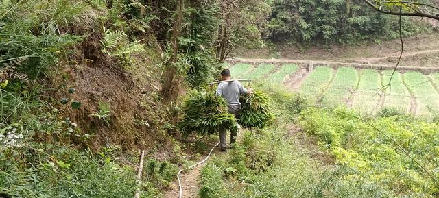 小黄姜喜丰收