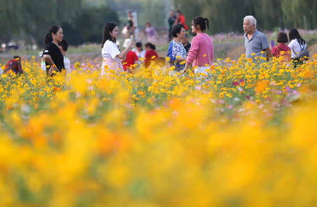 格桑花  秋色 游人 休闲