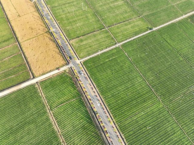 农业
采摘
蔬菜
增收
