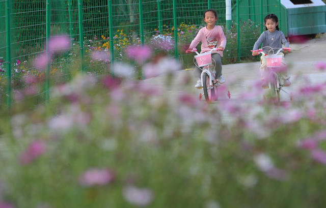 格桑花  秋色 游人 休闲
