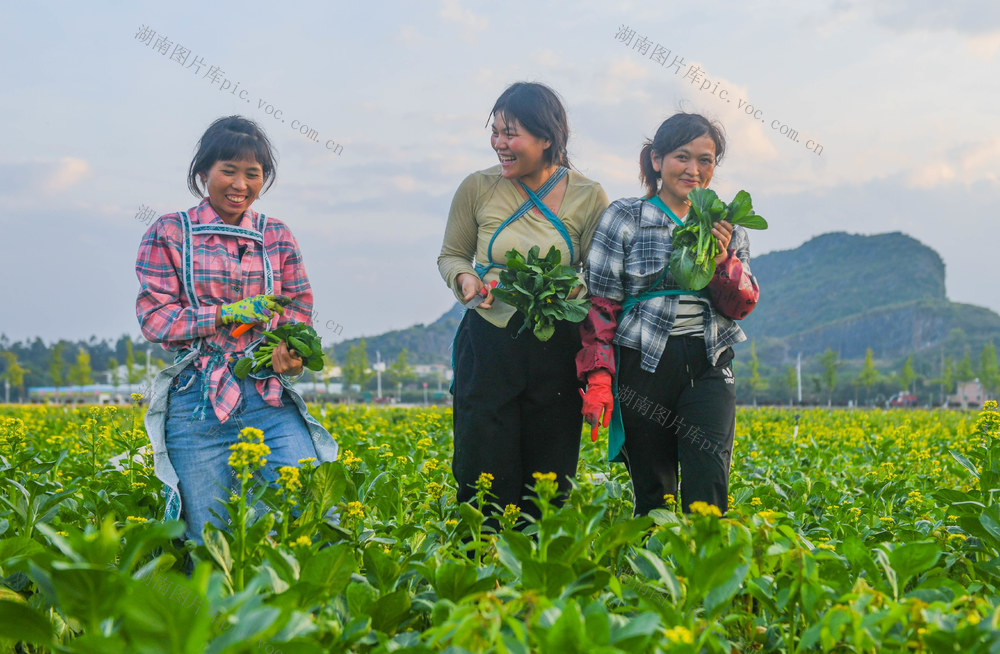 农业
采摘
蔬菜
增收
