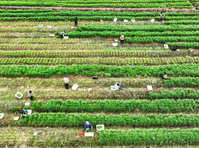 节气 农事 蔬菜 藠头