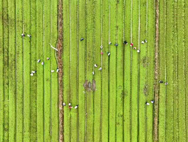 节气 农事 蔬菜 藠头
