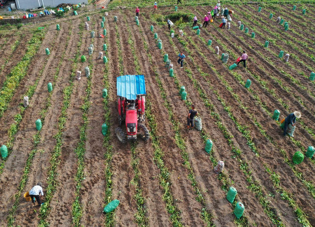 江永县 秋收 秋种 秋管  田间 