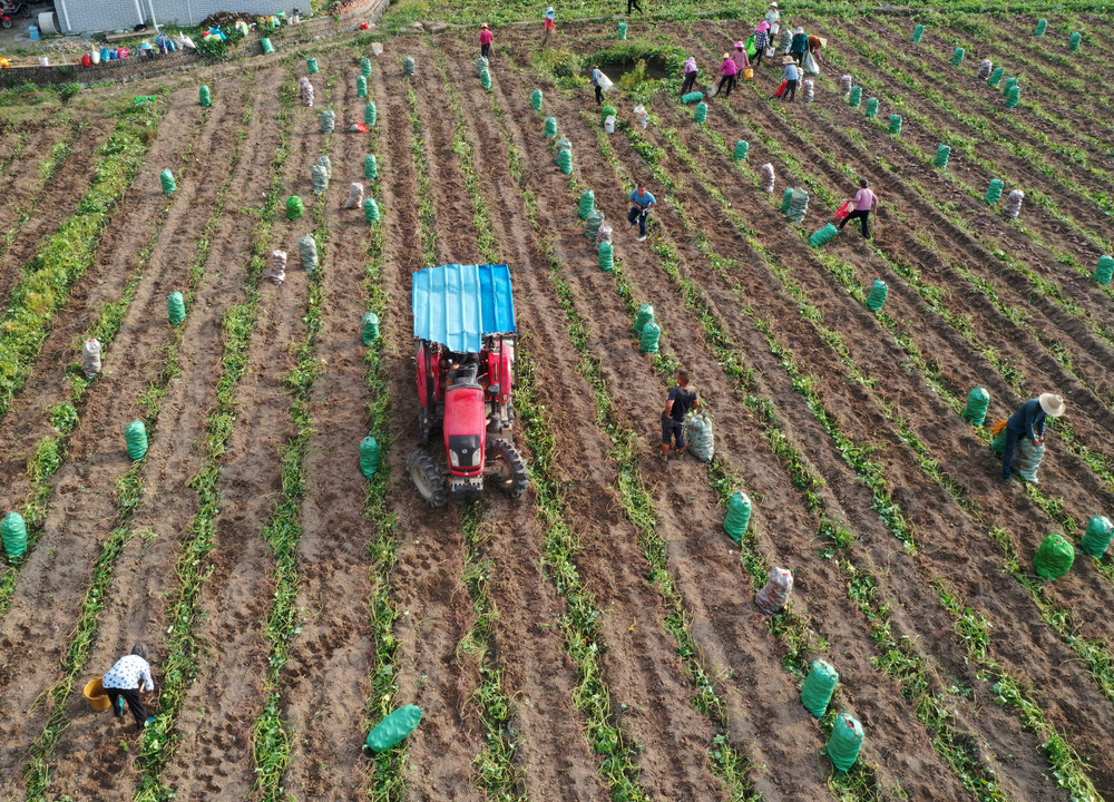 江永县 秋收 秋种 秋管  田间 