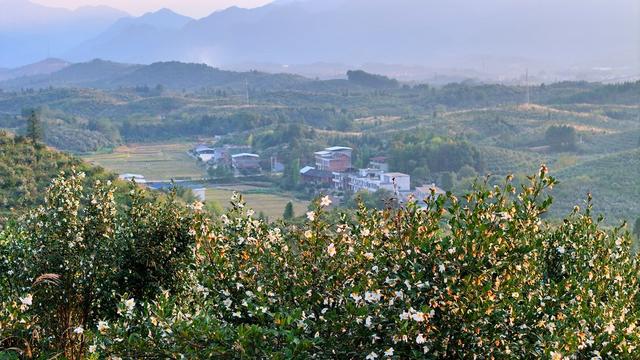 湖南  常宁  油茶花  美景