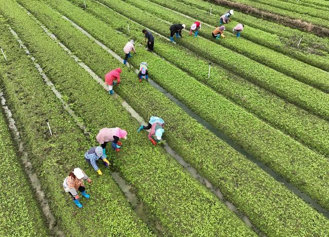 节气 农事 蔬菜 藠头