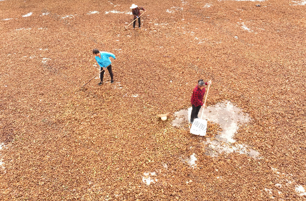 油茶 晾晒 丰收