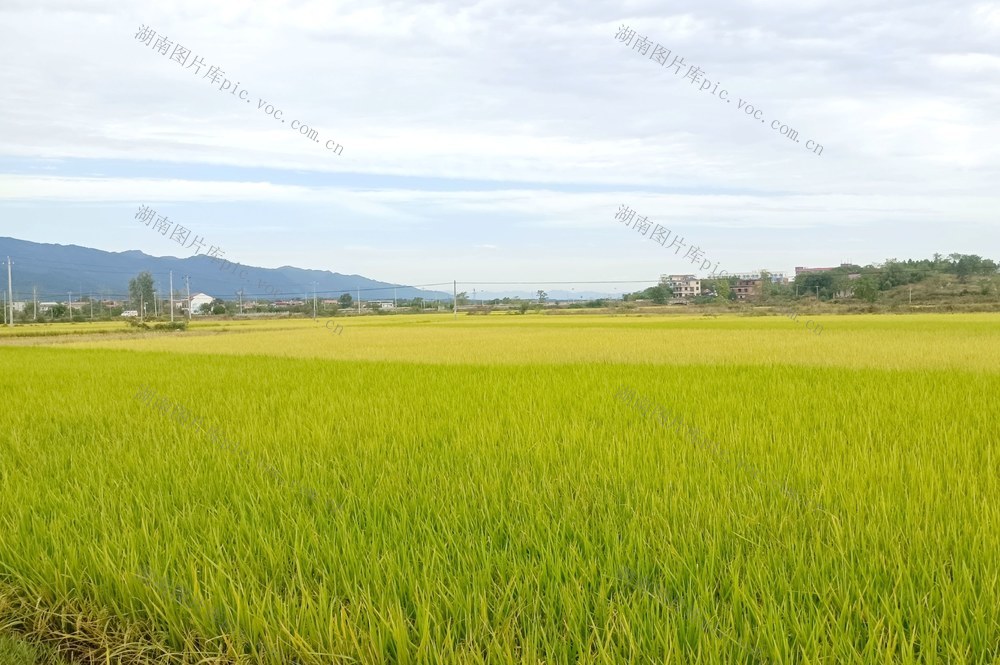 东安26.97万亩晚稻丰收