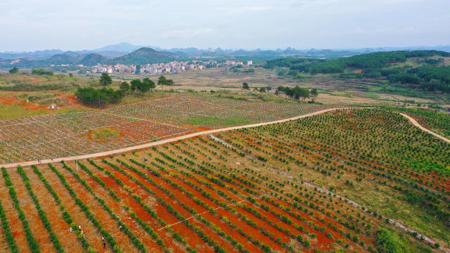 柑桔  管护  丰收