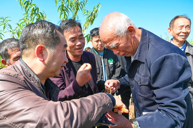 落叶果栽培技术培训