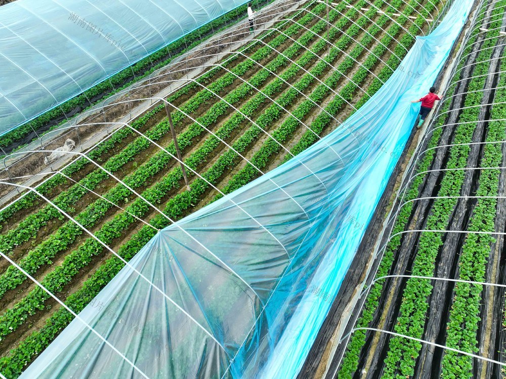 草莓
大棚
设施农业
农旅结合
