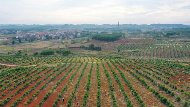 柑桔  管护  丰收