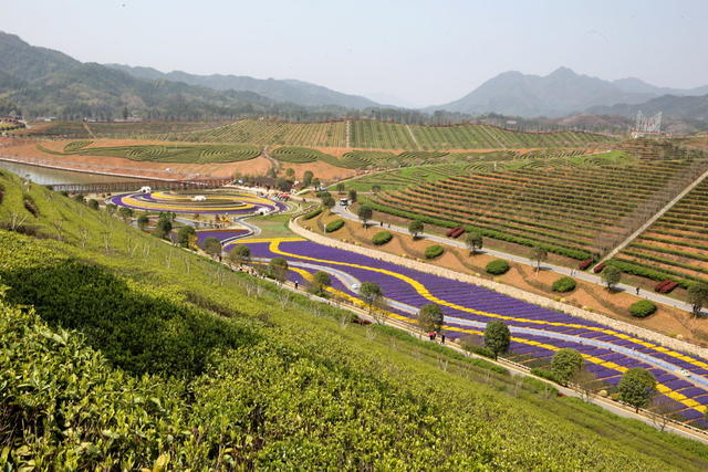 安化口茶乡花海囗壮美