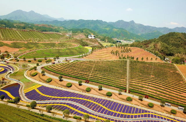 安化口茶乡花海囗壮美