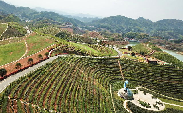 安化口茶乡花海囗壮美